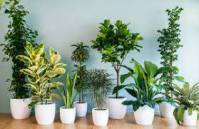 تحقیق درباره گیاهان آپارتمانی 