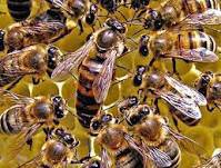 پاورپوينت توليد مثل و تشکلات کندوي زنبور عسل 50 اسلايد