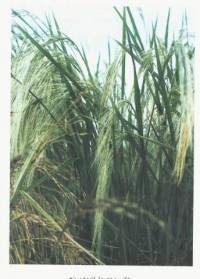 دانلود تحقیق در مورد زراعت برنج دراستان گيلان