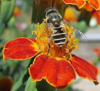 تحقیق درباره زنبور عسل 47 ص